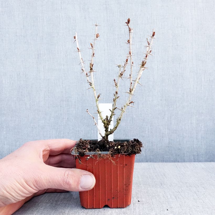 Amostra de Groseillier à maquereaux Hinnonmaki vert Vaso de 8/9 cm tal como entregue no inverno