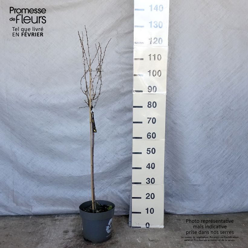 Amostra de Groseillier à maquereaux Mucurines - Ribes uva-crispa Vaso de 6 L/7 L tal como entregue no inverno