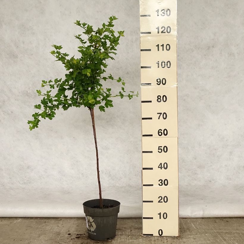 Amostra de Groselha-espinhosa Mucurines - Ribes uva-crispa Vaso de 6 L/7 L, Haste tal como entregue na primavera
