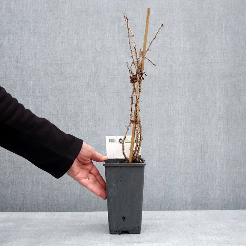 Amostra de Groseillier à maquereaux Tatjana - Ribes uva-crispa Vaso de 1,5 L/2 L, Tufo tal como entregue no inverno