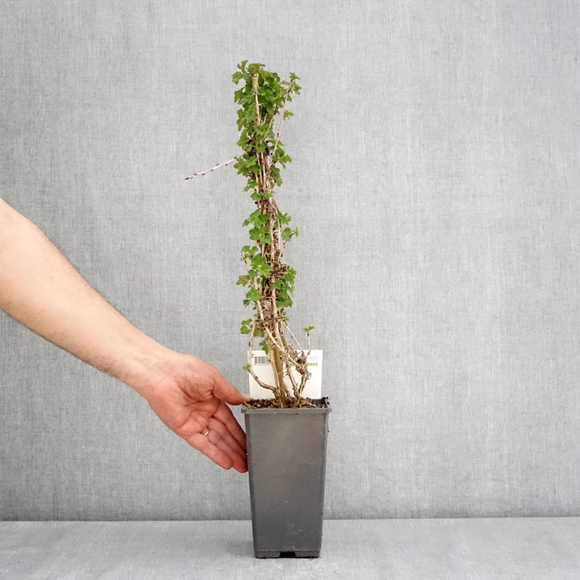 Amostra de Groselheira-espinhosa Tatjana - Ribes uva-crispa Vaso de 1,5 L/2 L, Tufo tal como entregue na primavera