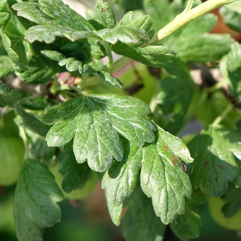 Groselheira-espinhosa Tatjana - Ribes uva-crispa (Folhagem)