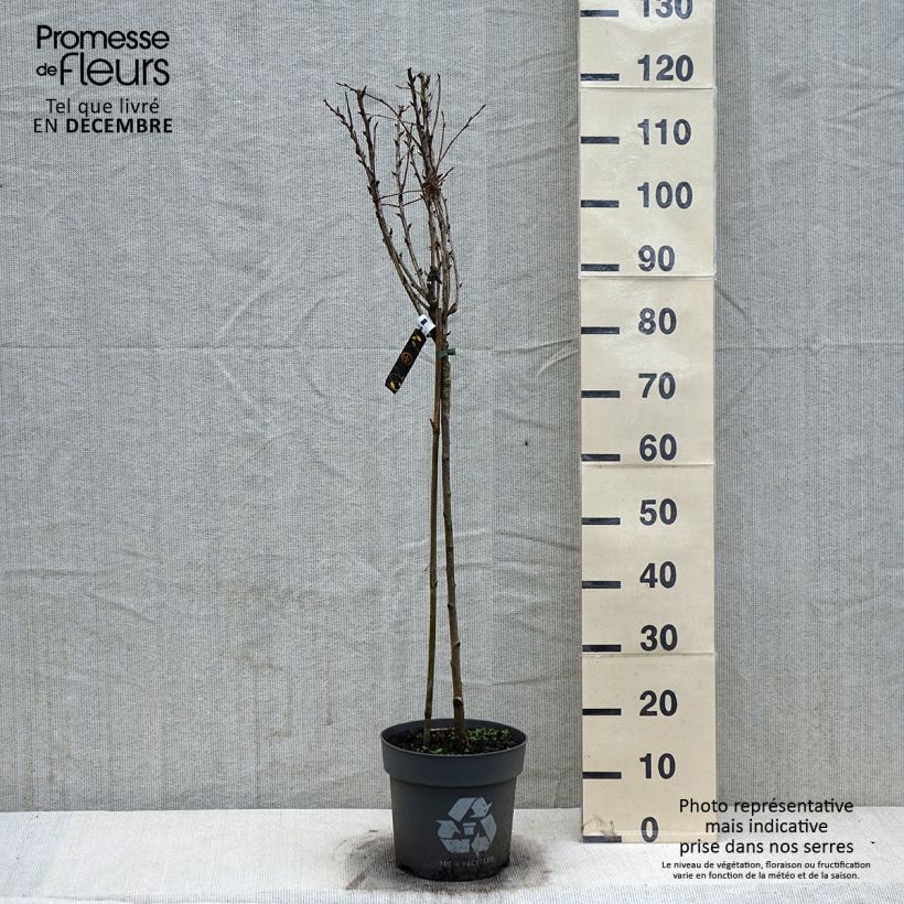 Amostra de Groseillier à maquereaux Tatjana - Ribes uva-crispa Vaso de 6 L/7 L tal como entregue no inverno