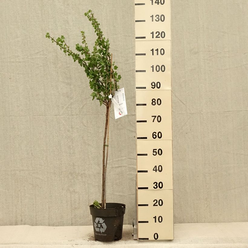 Amostra de Groselheira-espinhosa Tatjana - Ribes uva-crispa Vaso de 6 L/7 L, Haste tal como entregue na primavera