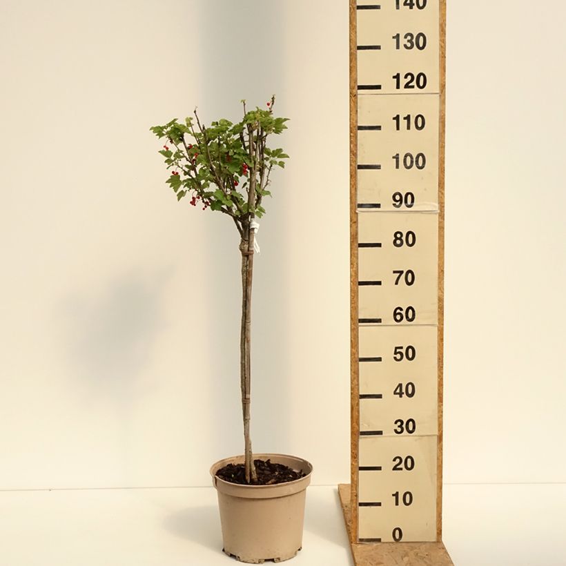 Amostra de Groseillier raisin Agate Rouge - Georges Delbard Vaso de 7,5 L/10 L, 1/4 de haste tal como entregue no verão