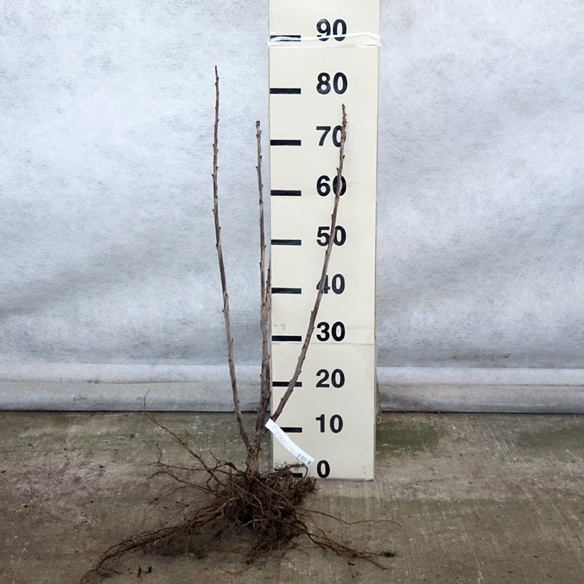 Amostra de Groseillier Red Lake Améliorée - Georges Delbard Raízes nuas, Arbusto tal como entregue no inverno