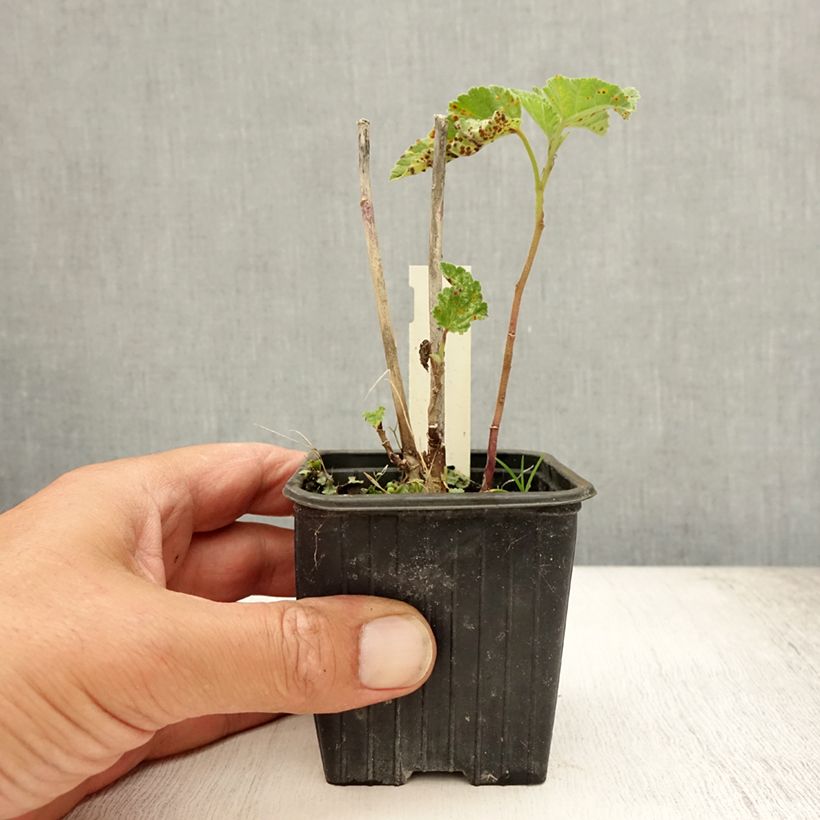 Amostra de Althaea officinalis Vaso de 8/9 cm tal como entregue no verão