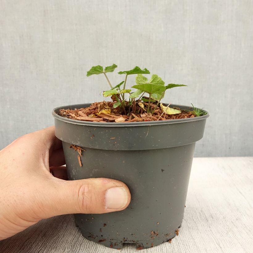 Amostra de Althaea officinalis Vaso de 1,5 L/2 L tal como entregue no outono