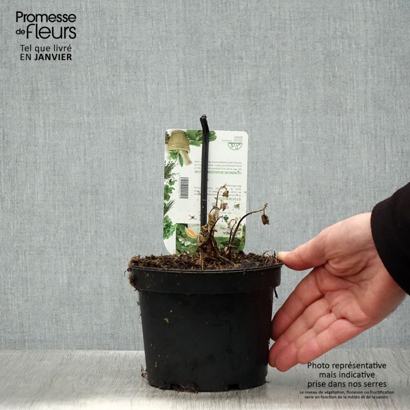 Amostra de Guimauve officinale - Althaea officinalis Vaso de 1,5 L/2 L tal como entregue no inverno