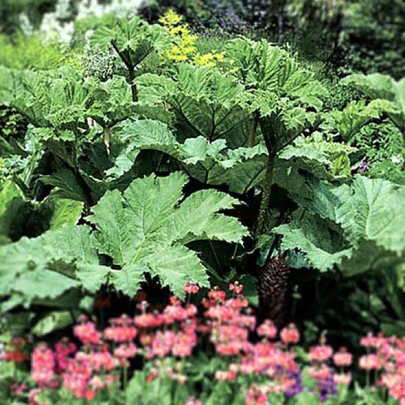 Gunnera manicata (Hábito)