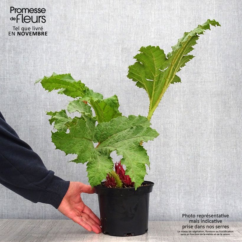 Amostra de Gunnera manicata Vaso de 3 L/4 L tal como entregue no outono