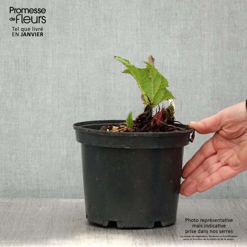 Amostra de Gunnera manicata Vaso de 3 L/4 L tal como entregue no inverno