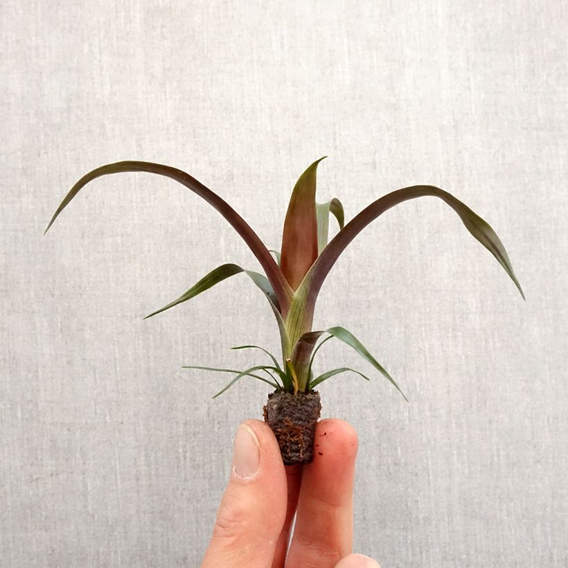 Amostra de Guzmania Akabar Mini-plante tal como entregue na primavera