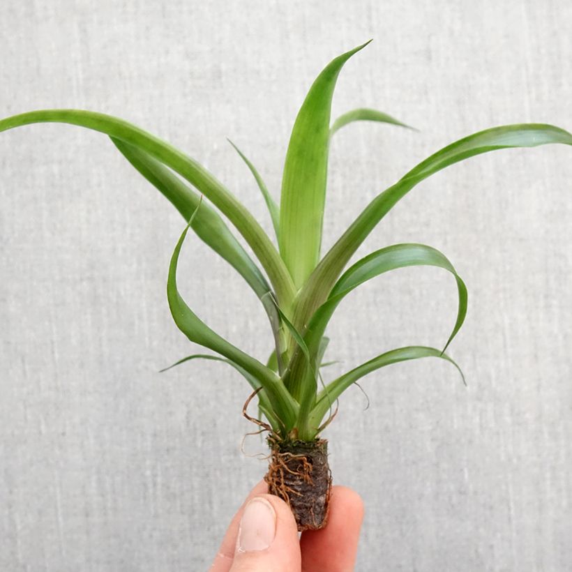 Amostra de Guzmania Candy Mini-plante tal como entregue na primavera