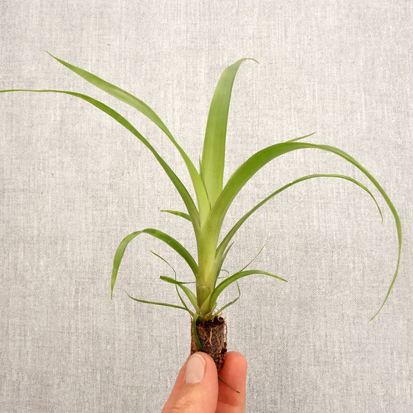 Amostra de Guzmania Filou Mini-plante tal como entregue na primavera