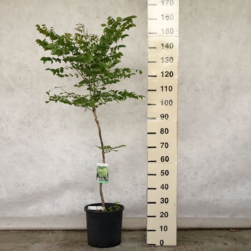 Amostra de Gymnocladus dioica Vaso de 12 L/15 L tal como entregue no verão