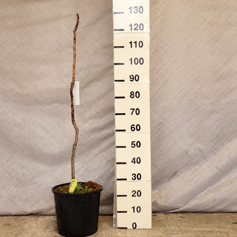 Amostra de Gymnocladus dioica Vaso de 12 L/15 L tal como entregue na primavera