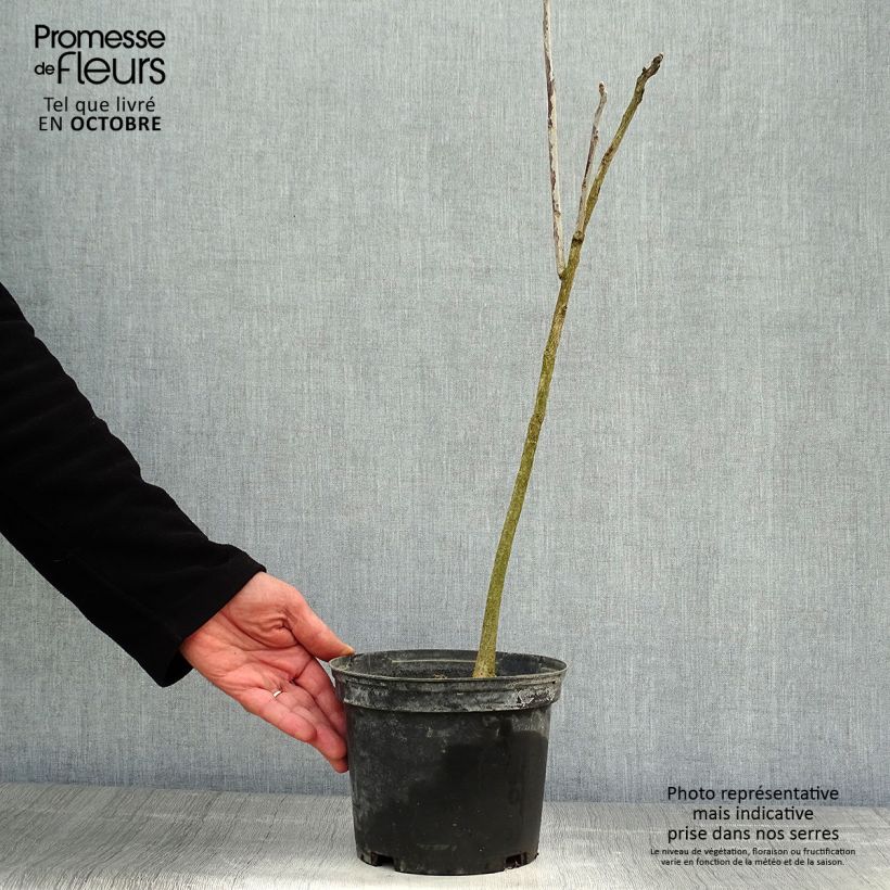 Amostra de Gymnocladus dioica Vaso de 3 L/4 L tal como entregue no outono