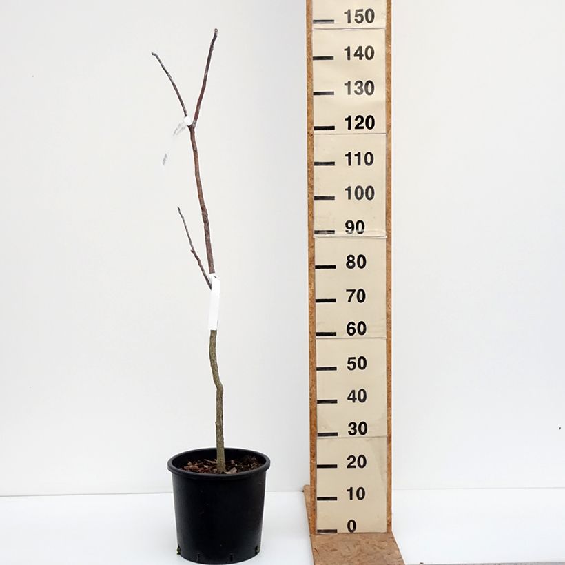 Amostra de Gymnocladus dioica Vaso de 12 L/15 L tal como entregue no outono