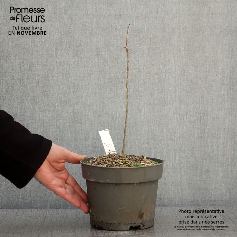 Amostra de Gymnocladus dioica Vaso de 2 L/3 L tal como entregue no outono