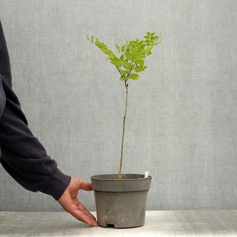 Amostra de Gymnocladus dioica Vaso de 2 L/3 L tal como entregue no verão