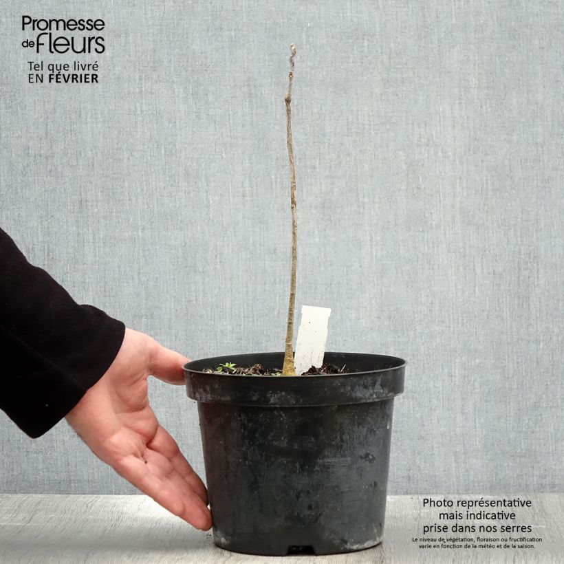 Amostra de Gymnocladus dioica - Chicot du Canada Vaso de 2 L/3 L tal como entregue no inverno