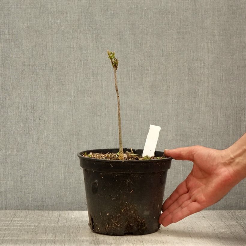 Amostra de Gymnocladus dioica Vaso de 2 L/3 L tal como entregue na primavera