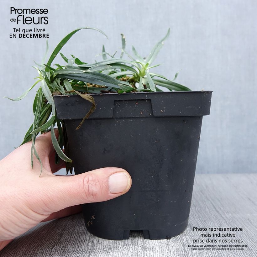 Amostra de Gypsophila paniculata Bristol Fairy Vaso de 2 L/3 L tal como entregue no outono