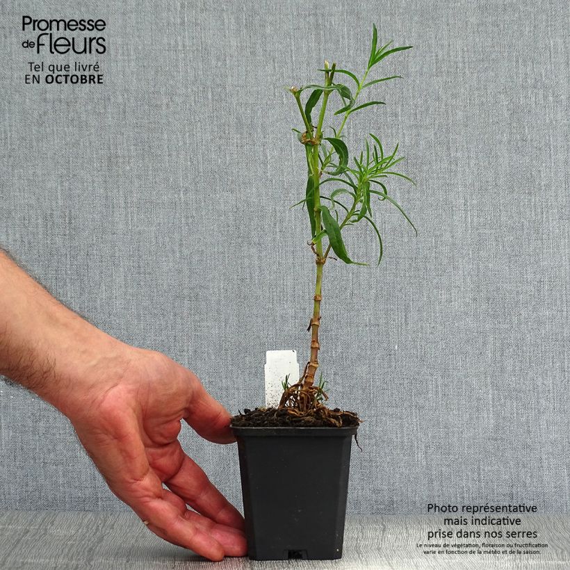 Amostra de Gypsophila paniculata Flamingo Vaso de 8/9 cm tal como entregue no outono