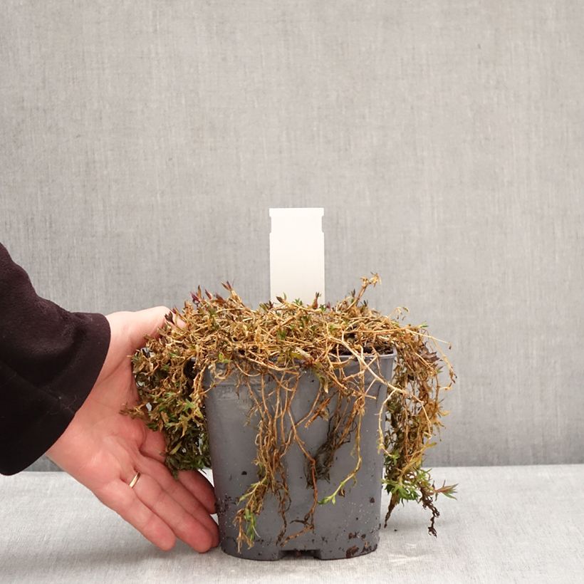 Amostra de Gypsophila repens Rosa Schönheit Vaso de 2 L/3 L tal como entregue no inverno