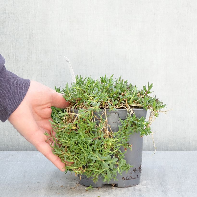 Amostra de Gypsophila repens Rosa Schönheit Vaso de 2 L/3 L tal como entregue na primavera