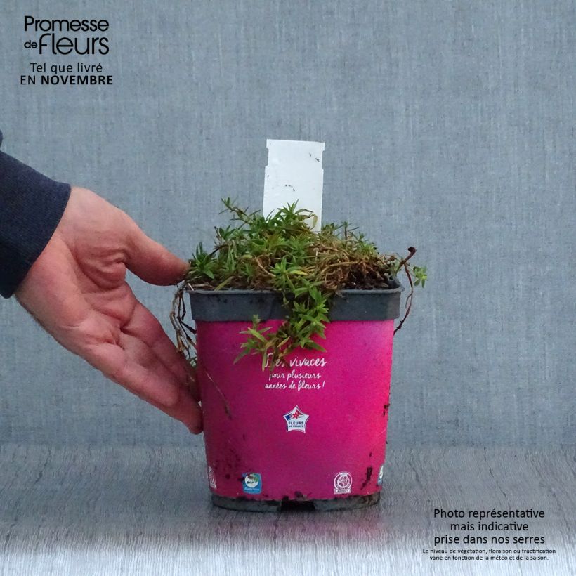 Amostra de Gypsophila paniculata Rosenschleier Vaso de 2 L/3 L tal como entregue no outono