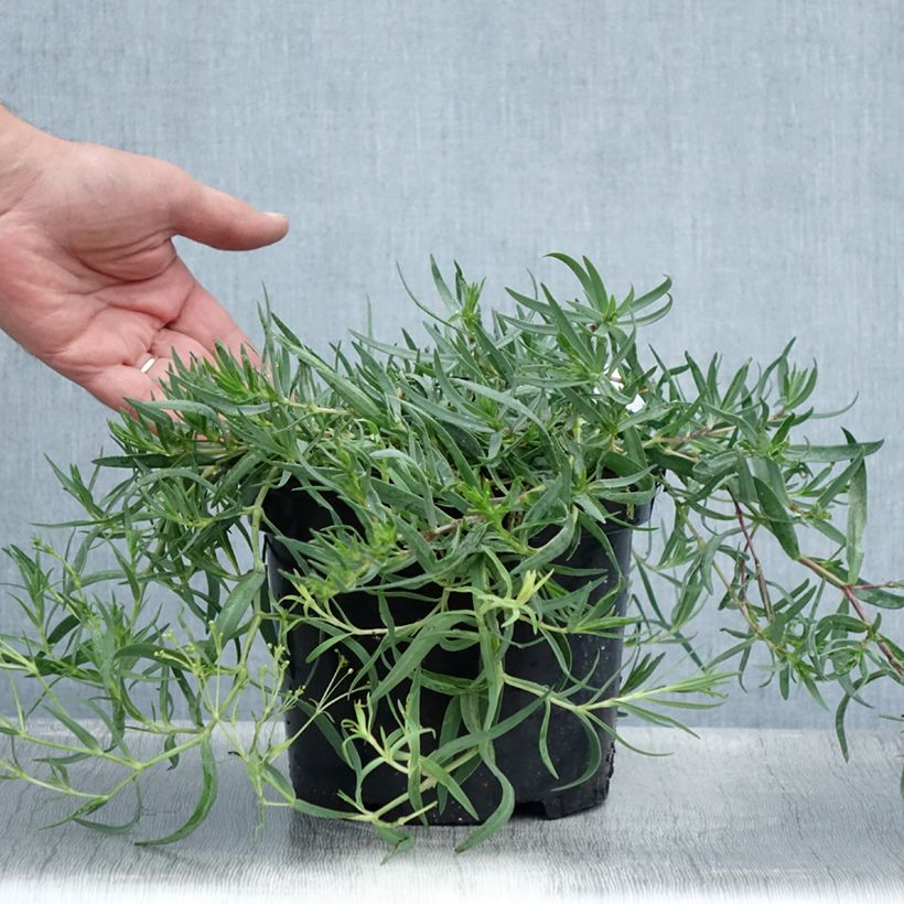 Amostra de Gypsophila paniculata Rosenschleier Vaso de 2 L/3 L tal como entregue no verão