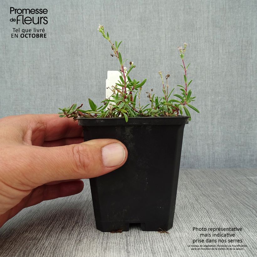 Amostra de Gypsophila repens Alba Vaso de 8/9 cm tal como entregue no outono