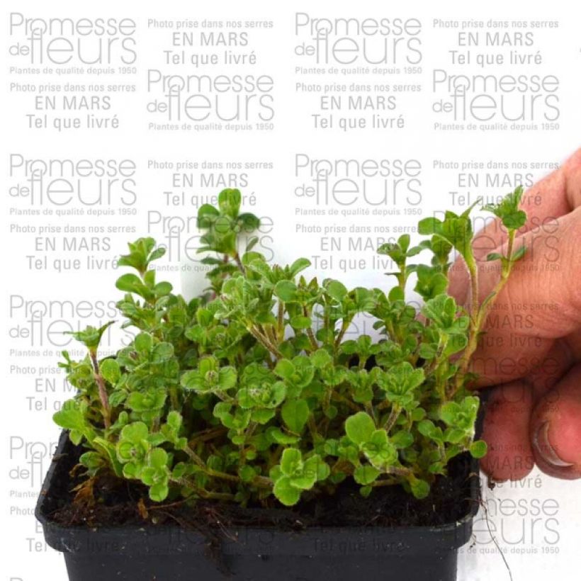 Exemplo de amostra de Gypsophila cerastioides Vaso de 8/9 cm tal como entregue