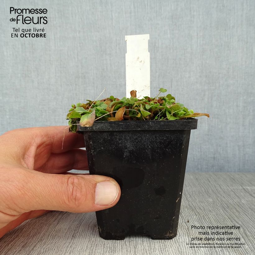 Amostra de Gypsophila cerastioides Vaso de 8/9 cm tal como entregue no outono