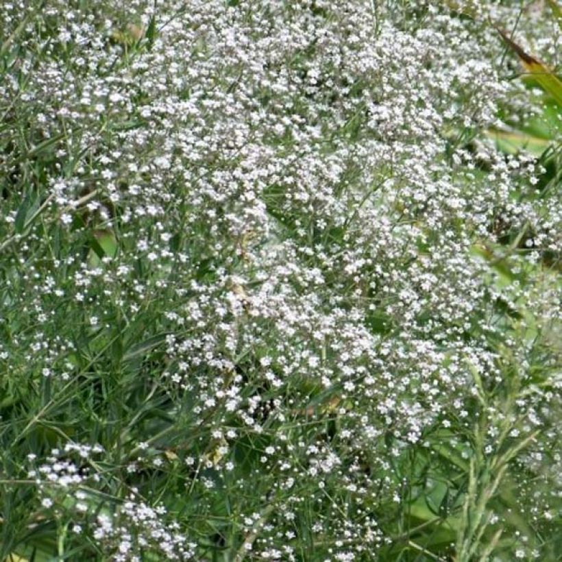 Gypsophila paniculata White Festival (Hábito)