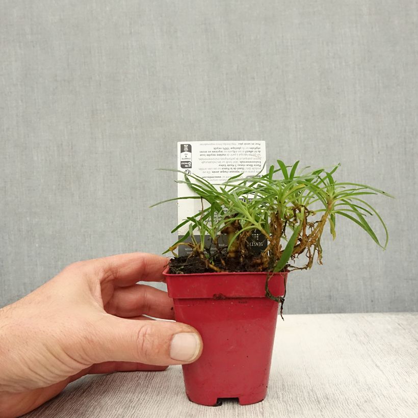 Amostra de Gypsophila paniculata White Festival Vaso de 8/9 cm tal como entregue no outono