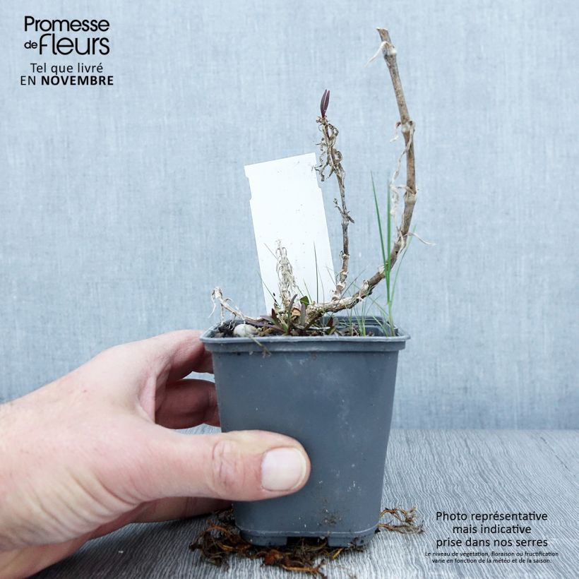 Amostra de Gypsophila pacifica - Gipsofila Vaso de 8/9 cm tal como entregue no outono