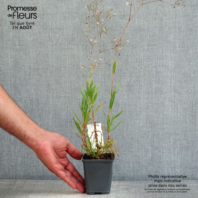 Amostra de Gypsophila pacifica - Gipsofila Vaso de 8/9 cm tal como entregue no verão