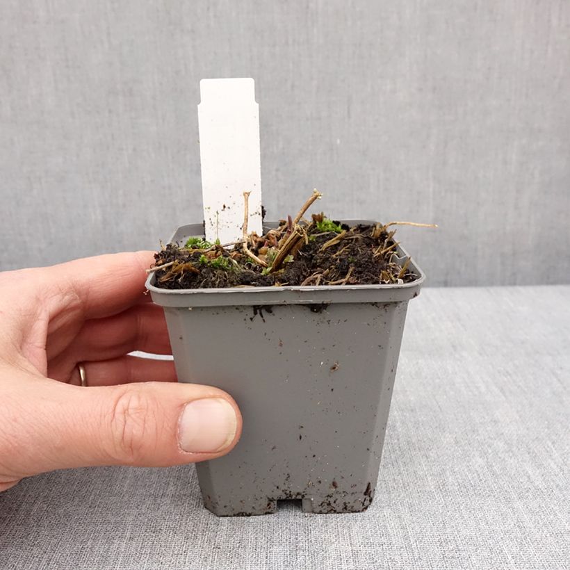 Amostra de Gypsophile paniculé Snow Flake - Gypsophila paniculata Godet de 8/9 cm tal como entregue no inverno