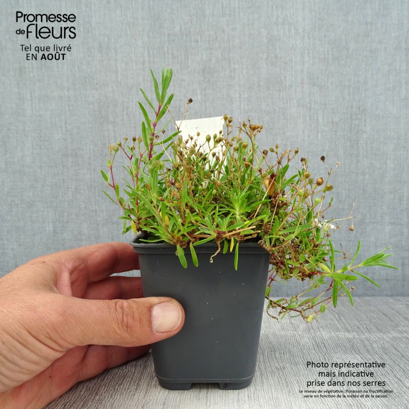 Amostra de Gypsophila repens White Angel Vaso de 8/9 cm tal como entregue no verão