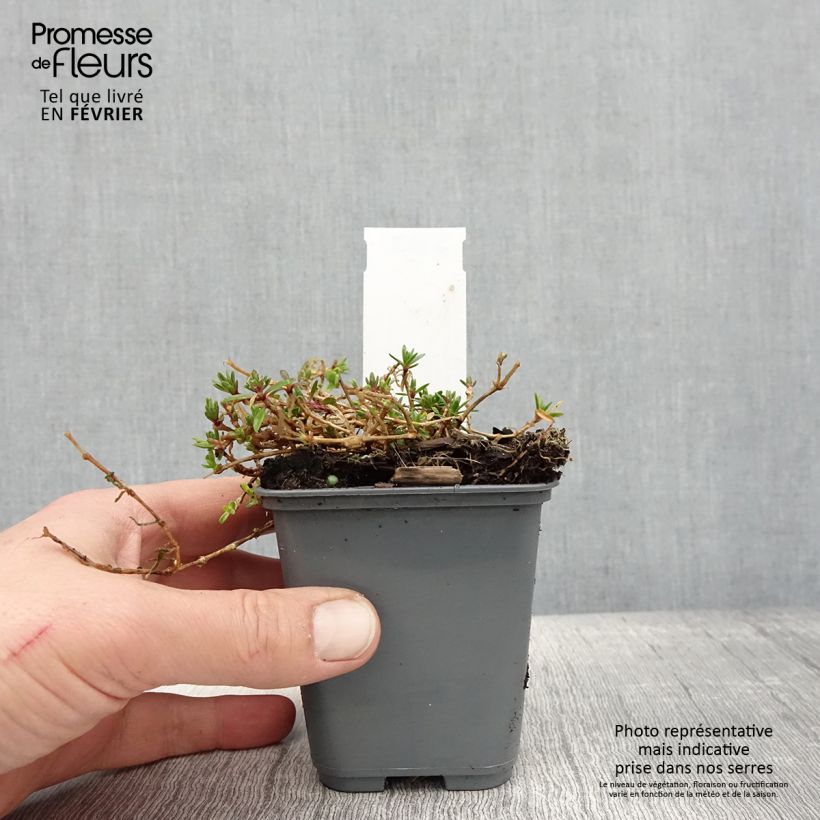 Amostra de Gypsophile rampant - Gypsophila repens White Angel Vaso de 8/9 cm tal como entregue no inverno