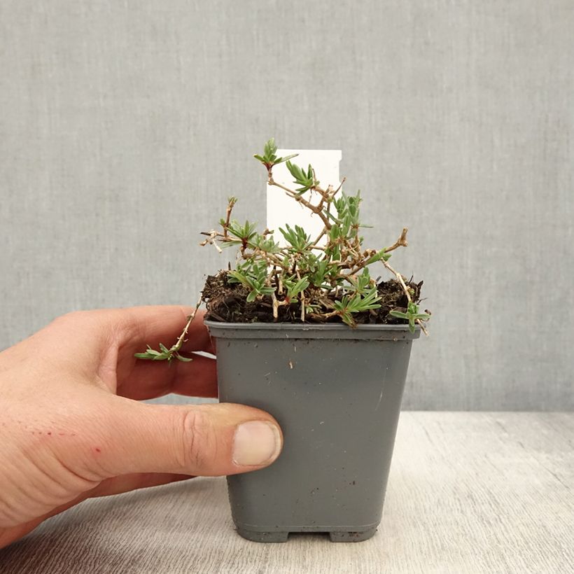 Amostra de Gypsophila repens White Angel Vaso de 8/9 cm tal como entregue na primavera