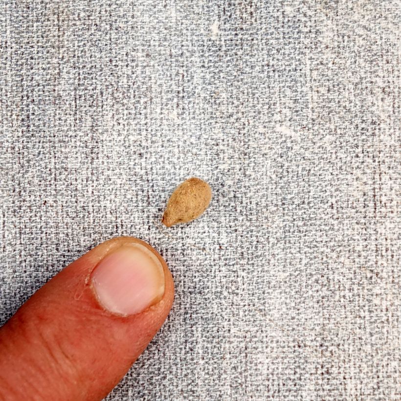 Amostra de Habenaria radiata Bulbo Calibre I tal como entregue na primavera