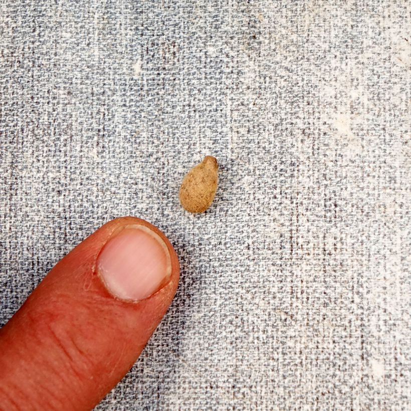 Amostra de Habenaria radiata Variegata Bulbo Calibre I tal como entregue na primavera