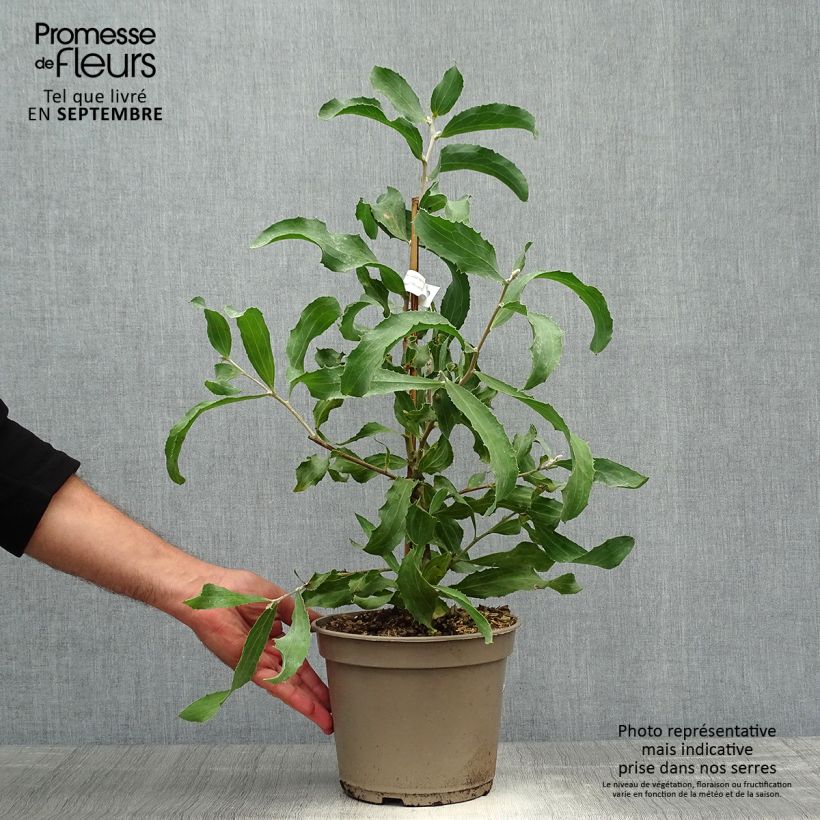 Amostra de Hakea victoria Vaso de 4 L/5 L tal como entregue no outono