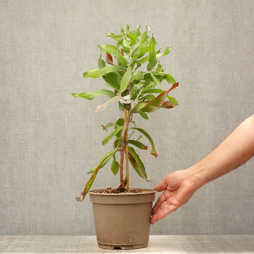 Amostra de Hakea victoria Vaso de 4 L/5 L tal como entregue no verão