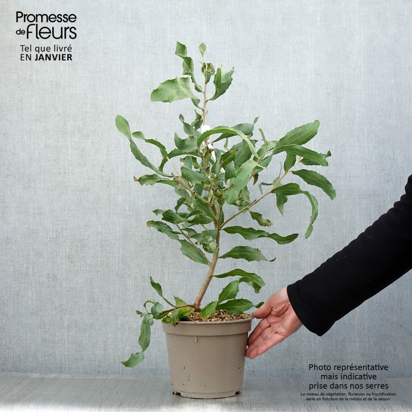 Amostra de Hakea victoria Vaso de 4 L/5 L tal como entregue no inverno