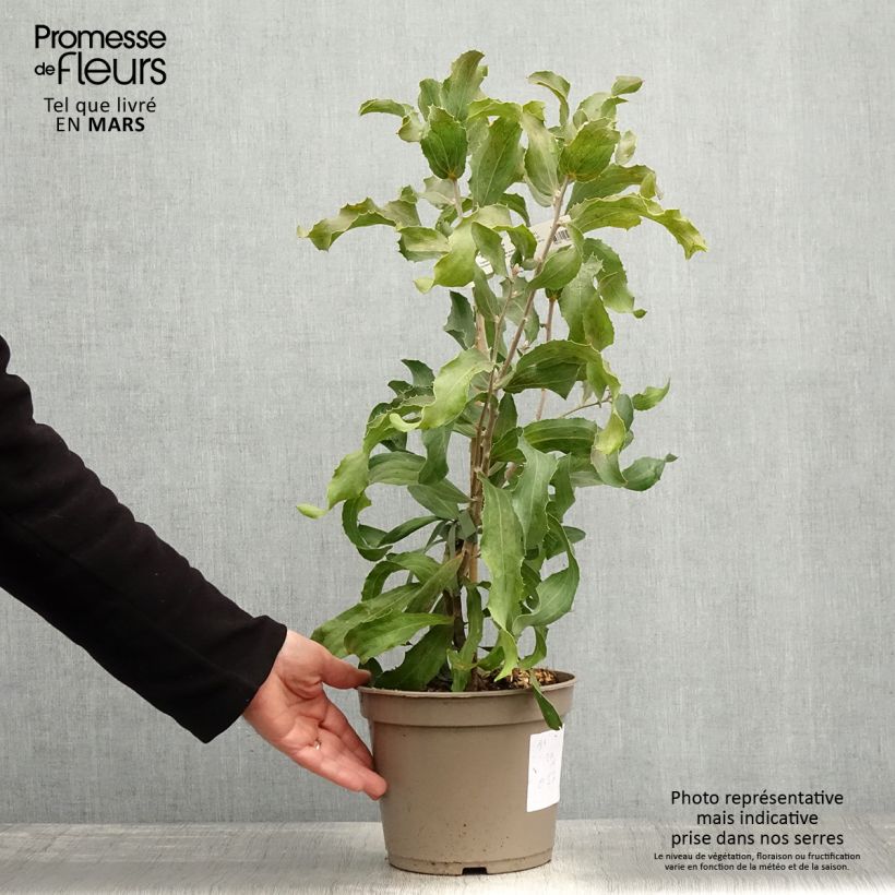 Amostra de Hakea victoria Vaso de 4 L/5 L tal como entregue na primavera